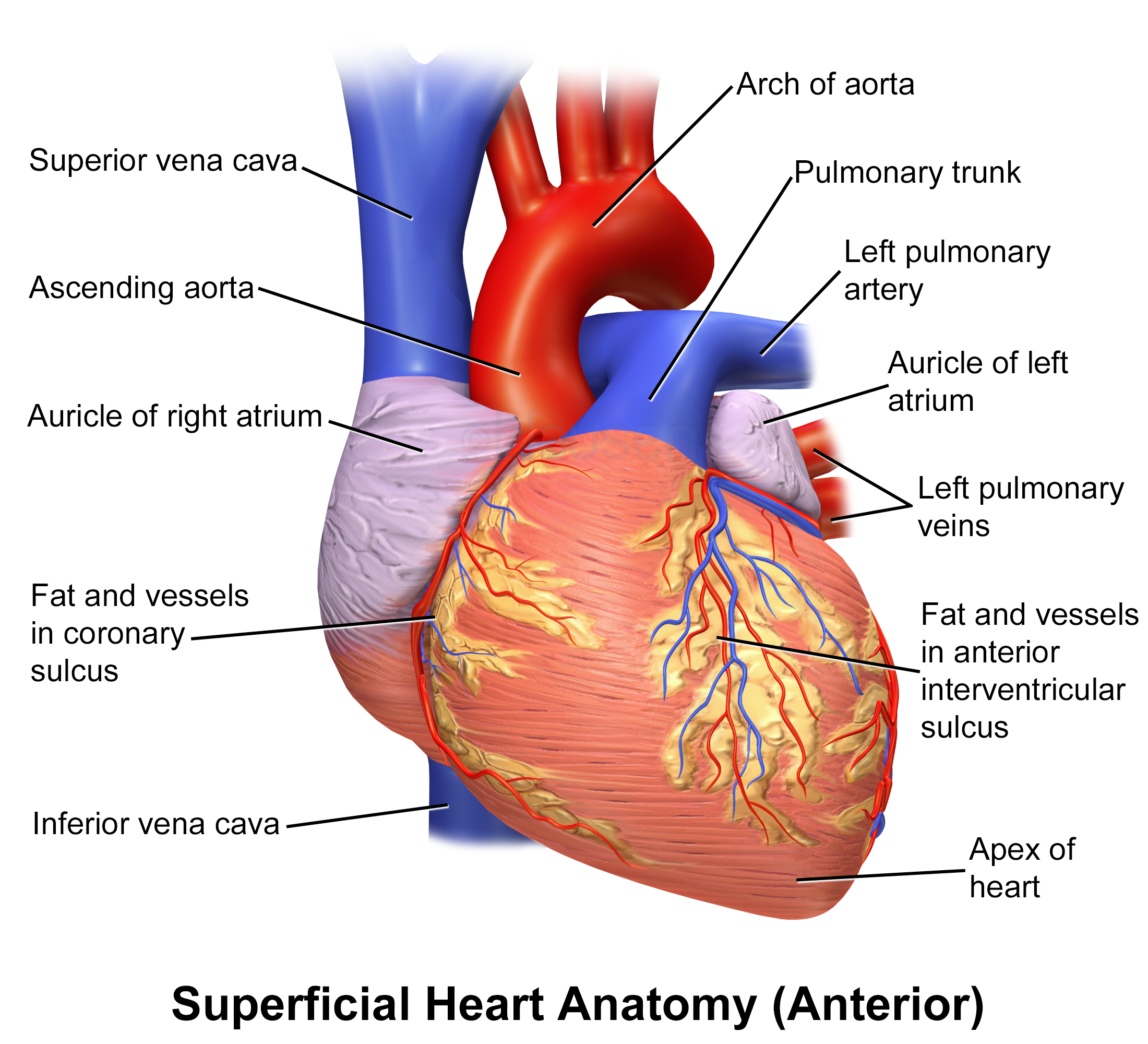Detailed anterior view of the human heart, showing the aorta, pulmonary trunk, venae cavae, auricles and coronary vessels.